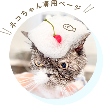 ネコちゃん専用ページ